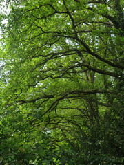 Obraz premium trees in the forest