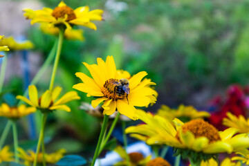 A little bee flew to a bright yellow flower