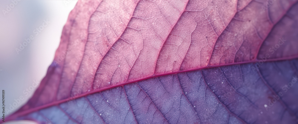 Poster Closeup of a Pink and Purple Leaf Vein Pattern