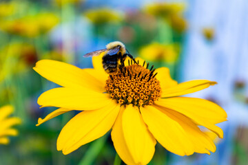 A little bee flew to a bright yellow flower