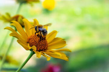 A little bee flew to a bright yellow flower