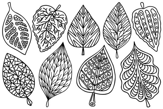 Zentangle Leaf Images – Browse 22,362 Stock Photos, Vectors Zentangle Leaf Images – Browse 22,362 Stock Photos, Vectors