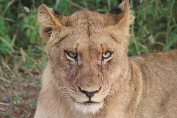 Fototapeta premium portrait of a lion