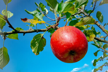 apples on a branch