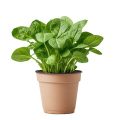 A healthy spinach plant growing in a terracotta pot, symbolizing freshness and nutrition.