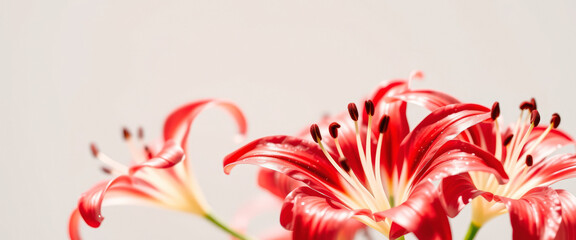 Obraz premium Closeup of Red Lily Flower Petals with White Background