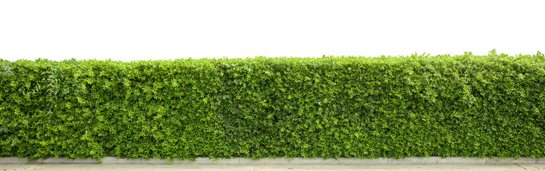 Tropical plant Flower shrub bush fence green wall tree isolated with clipping path.	
