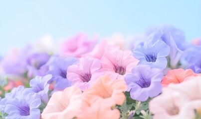 Colorful Petunias Blooming in a Garden Under a Clear Sky During Springtime