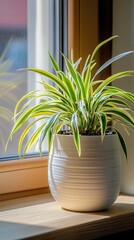 a potted spider plant by the window in minimalist style of indoor plants
