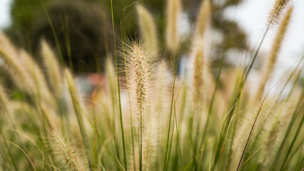 Fototapeta premium Green bristlegrass