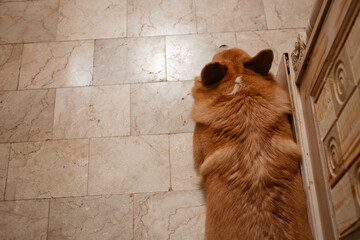 Red fluffy corgi on the floor top view. Concept of care and feeding of pets with space for text....