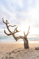 A dry tree on the seashore