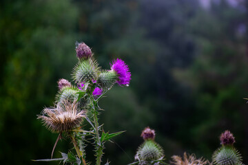 Camel thorn. Silybum marianum, commonly known as milk thistle. Flowers on a green blurred background with a mountains tree.