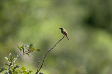 Grey bush Chat 