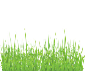 Obraz premium Green grass border set on white background.