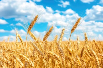 Fototapeta premium Golden Wheat Field Under a Blue Sky