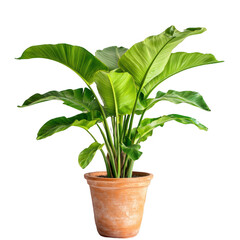 A lush green plant in a terracotta pot, ideal for home decor and indoor gardening.
