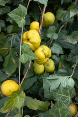 Quince fruit and ivy leaves
