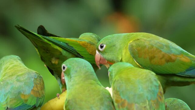 Orange-chinned parakeet, Brotogeris jugularis, Tovi orange-chinned parakeet, Brotogeris jugularis, portrait of light green parrot with red head, Costa Rica. Wildlife scene from tropical nature.