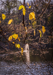 Autumn background photo. The last leaves over the lake