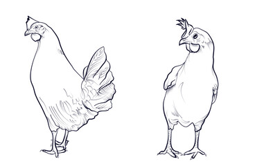 set of hand-drawn chicken, chicken vector