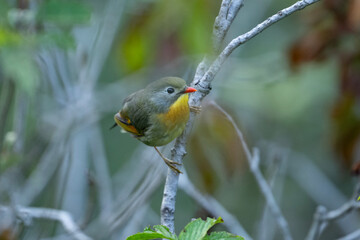 Red-billed leiothrix
