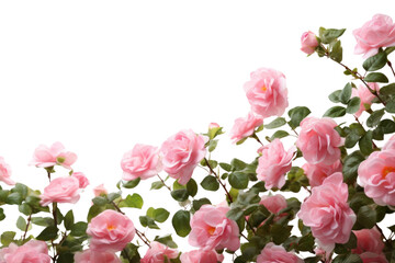 Obraz premium PNG Pink flowers with green leaves