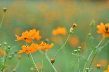 高原のコスモス