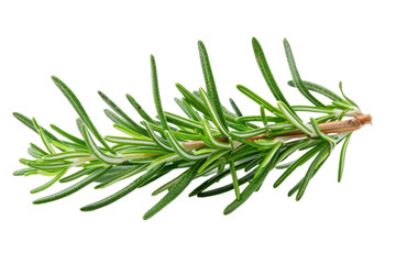 Fototapeta premium twig of rosemary isolated on white or transparent png