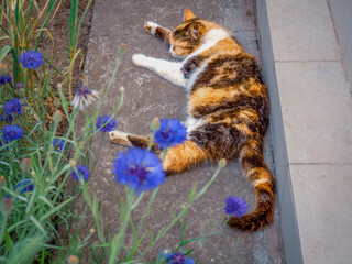 Tricolor calico female cat sleeping outdoors near the country house with blurry violet cornflowers blooming on the foreground.