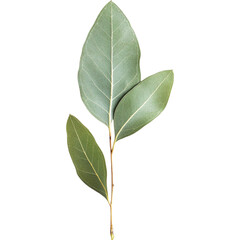 Fototapeta premium Vibrant Eucalyptus Leaf with Rich Green Tones Isolated