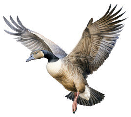 Obraz premium PNG Flying Goose goose bird anseriformes.