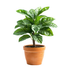 Fototapeta premium A lush green potted plant with broad leaves in a terracotta pot, ideal for home decor.