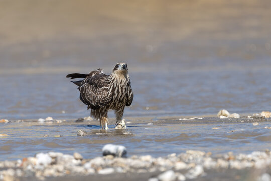 adult, animal wildlife, background, beak, beautiful, bird, bird of prey, bird watching, birdwatching, black kite, carnivore, cute, detail, environment, fauna, feather, green, ground, hunter, kite, mil