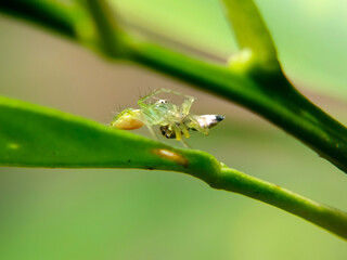 The small Oxyopes salticus spider preys on Cosmophasis spiders 