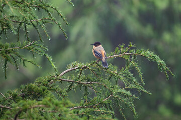 Rufous sibia (Heterophasia capistrata) Beautiful Bird on Perch ,I
