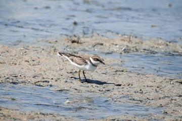bird, seagull, sea, beach, nature, water, animal, ocean, gull, wildlife, sand, birds, shore, coast, shorebird, plover, lake, white, beak, sandpiper, feathers