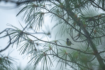 Green-backed tit in Forest in Misty morning 