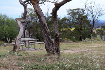 picnic table and old trees in the you yangs national park