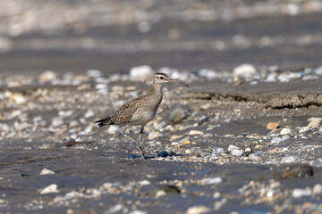 Eurasian Whimbrel in riverbank. The Eurasian whimbrel (Numenius phaeopus ) is a wader in the large family Scolopacidae.