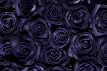A floral background of open rose heads in a rich, deep dark purple future dusk, the color of the year 2025. Seamless Floral pattern