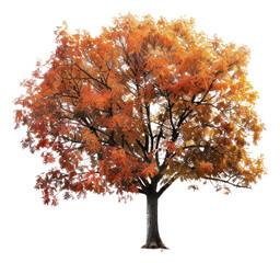 PNG  Vibrant autumn tree isolated white