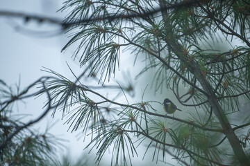 Green-backed tit in Forest in Misty morning 