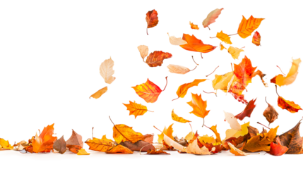 Colorful autumn leaves swirling in the air during a windy day isolated on transparent background