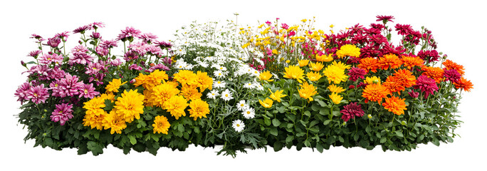 Colorful flower bed blooming in spring with various blossoms isolated on transparent background