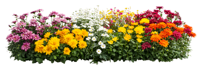 Colorful flower bed blooming in spring with various blossoms isolated on transparent background