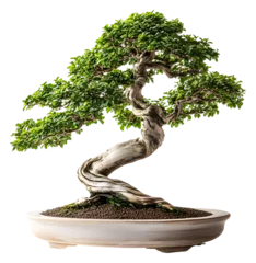 Rolgordijnen Unique bonsai tree with twisted trunk and lush greenery indoors isolated on transparent background © David