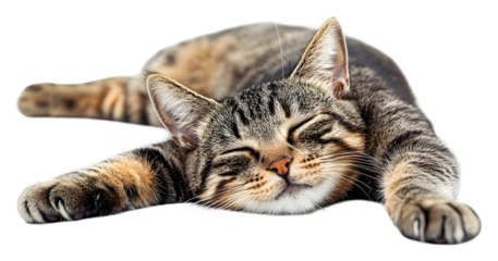 Relaxing tabby cat curled up comfortably isolated on transparent background
