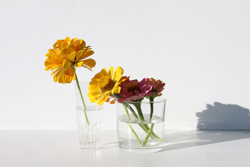 Flowers Zinnia in glass vases with shadow. Blooming beautiful yellow flowers Zinnia.