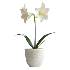 Fototapeta premium A potted plant featuring two elegant white flowers, symbolizing beauty and tranquility.